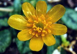 Ranunculus ficaria 'cuprea'